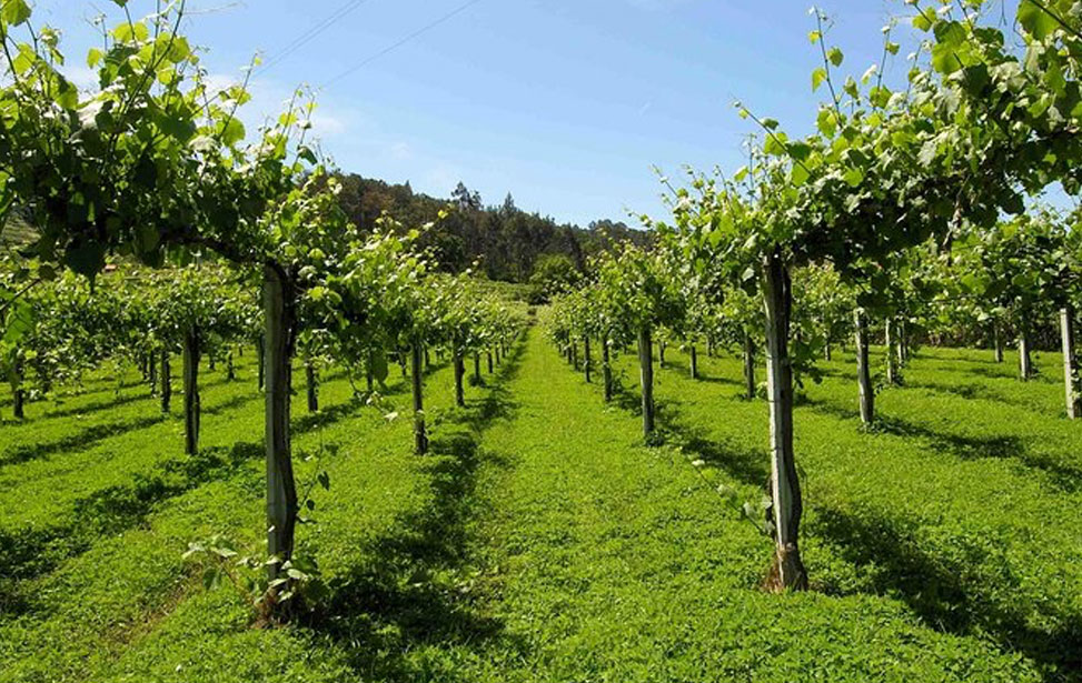 Private Vinho Verde Wine Tour: Two Wineries, Wine Tastings & Lunch